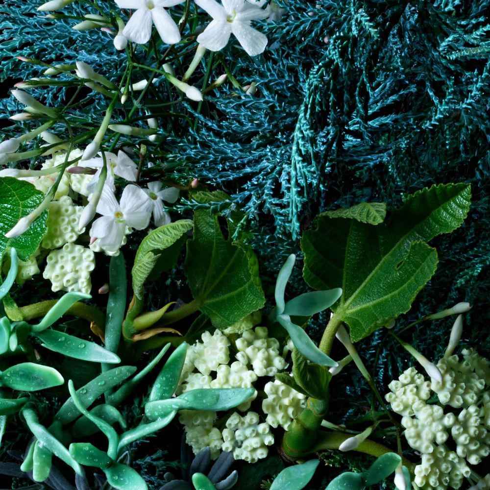 بخاخ مزيل العرق مولتون براون برائحة السرو الساحلي والشمر البحري 150 مل