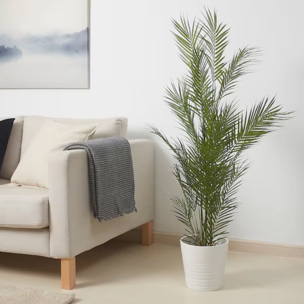 FEJKA Artificial potted plant, in/outdoor/Kentia palm, 15 cm