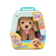 LLP MRR PUPPY- CURLEY THE CAVOODLE