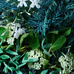 بخاخ مزيل العرق مولتون براون برائحة السرو الساحلي والشمر البحري 150 مل