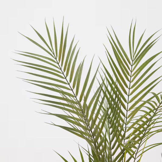 FEJKA Artificial potted plant, in/outdoor/Kentia palm, 15 cm